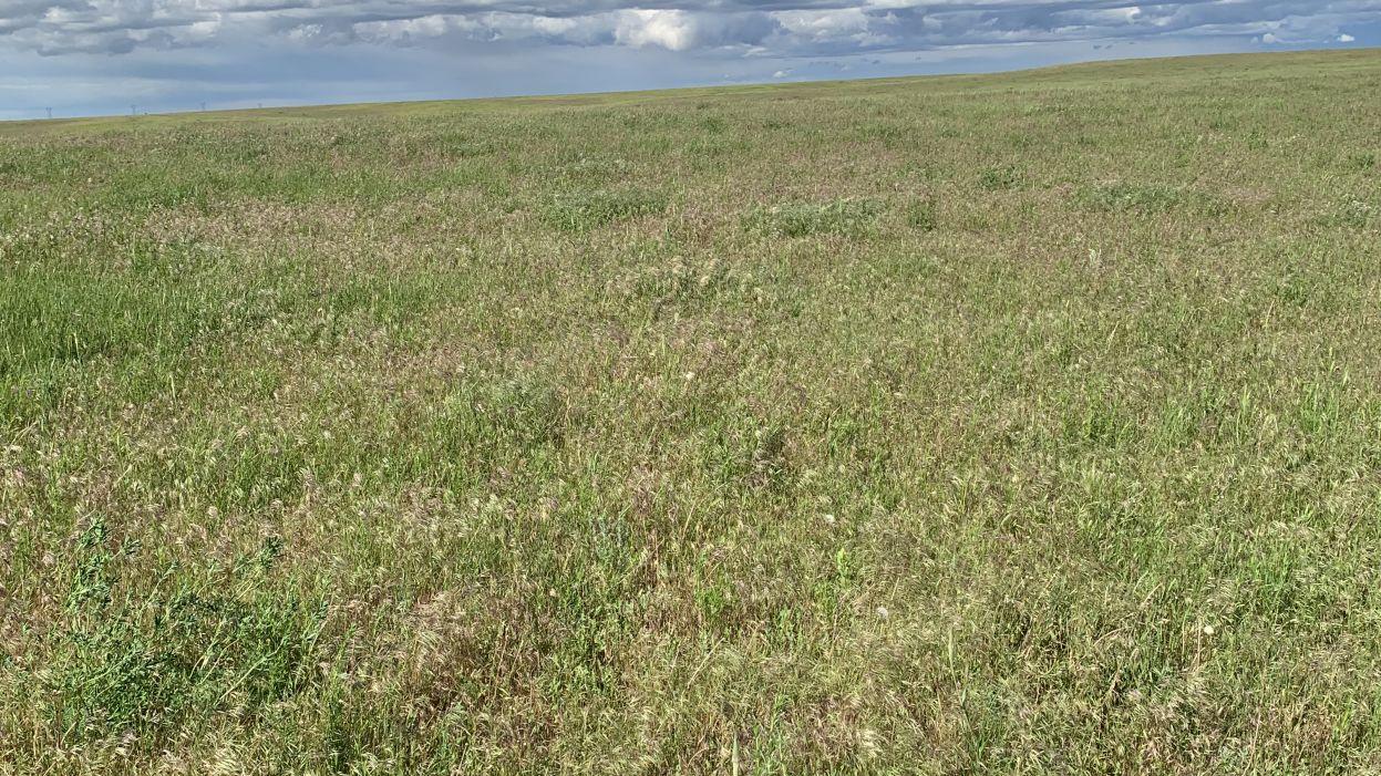 MSU research team receives grant to further study cheatgrass